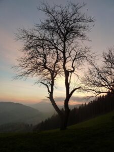 Grief, Loss and Meaning Making