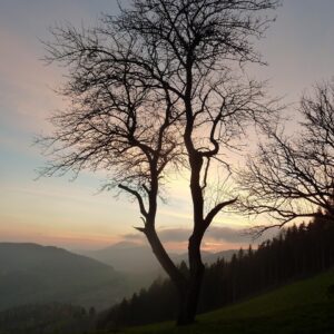 grief, tree, fall, nature, mood, cold, eve, landscape, grief, grief, grief, grief, grief