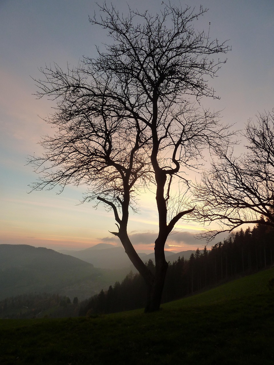 grief, tree, fall, nature, mood, cold, eve, landscape, grief, grief, grief, grief, grief